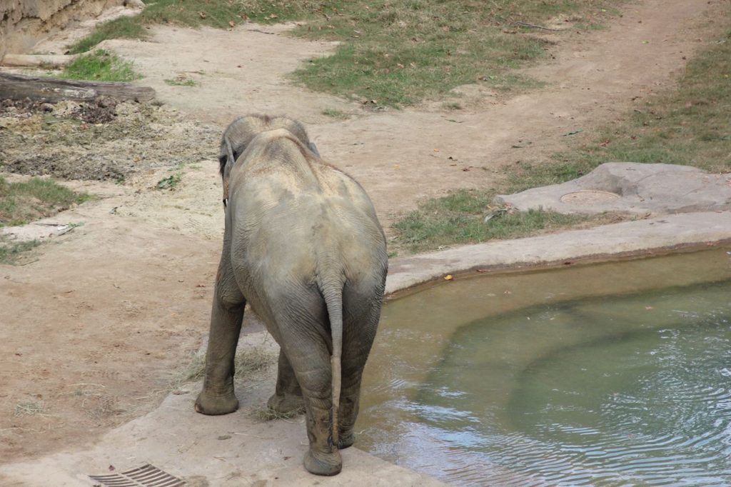 éléphant au zoo de Washington