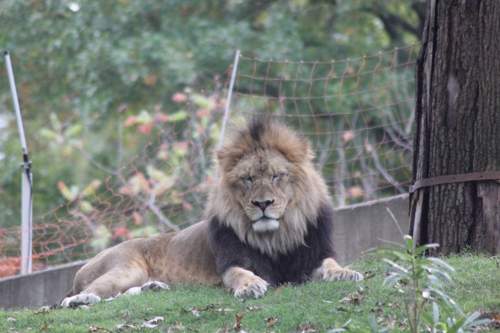 lion au zoo de Washington